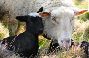 Screen Shot 2017-07-13 at 8.19.54 pm